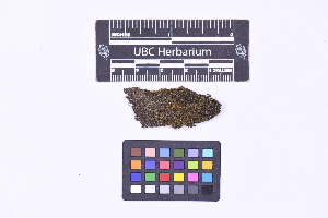  ( - CCDB-21223 G07)  @11 [ ] CC BY-NC-ND (2025) Connor Wardrop Beaty Biodiversity Museum, University of British Columbia