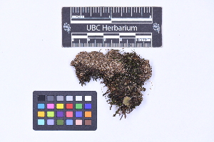  ( - CCDB-21224 G07)  @11 [ ] CC BY-NC-ND (2025) Connor Wardrop Beaty Biodiversity Museum, University of British Columbia