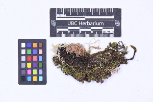  ( - CCDB-21223 C05)  @11 [ ] CC BY-NC-ND (2025) Connor Wardrop Beaty Biodiversity Museum, University of British Columbia
