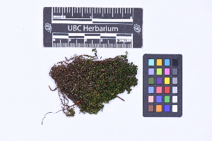  ( - CCDB-21224 G08)  @11 [ ] CC BY-NC-ND (2025) Connor Wardrop Beaty Biodiversity Museum, University of British Columbia