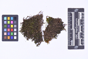  ( - CCDB-21224 H08)  @11 [ ] CC BY-NC-ND (2025) Connor Wardrop Beaty Biodiversity Museum, University of British Columbia