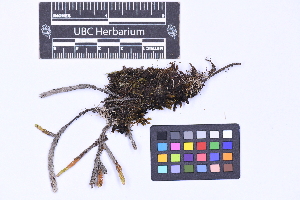  (Apopellia alpicola - CCDB-21224 G09)  @11 [ ] CC BY-NC-ND (2025) Connor Wardrop Beaty Biodiversity Museum, University of British Columbia