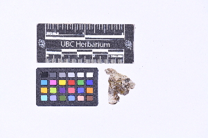  ( - CCDB-21224 D11)  @11 [ ] CC BY-NC-ND (2025) Connor Wardrop Beaty Biodiversity Museum, University of British Columbia
