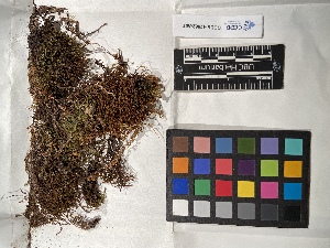  (Schistidium strictum - UBC-B-B119564)  @11 [ ] (by-nc) (2022) Unspecified University of British Columbia Herbarium