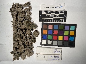  ( - UBC-B-B218656)  @11 [ ] (by-nc) (2022) Unspecified University of British Columbia Herbarium