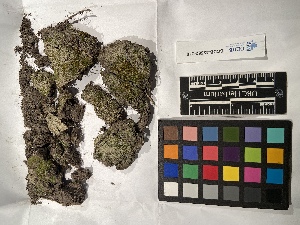  ( - UBC-B-B229222)  @11 [ ] (by-nc) (2022) Unspecified University of British Columbia Herbarium