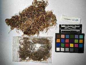  ( - UBC-B-B240596)  @11 [ ] (by-nc) (2022) Unspecified University of British Columbia Herbarium