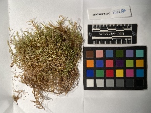  ( - UBC-B-B238933)  @11 [ ] (by-nc) (2022) Unspecified University of British Columbia Herbarium