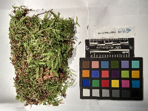  ( - UBC-B-B235766)  @11 [ ] (by-nc) (2022) Unspecified University of British Columbia Herbarium