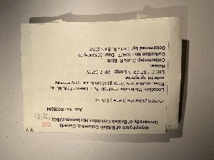  ( - UBC-B-B228294)  @11 [ ] (by-nc) (2022) Unspecified University of British Columbia Herbarium