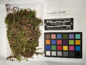 ( - UBC-B-B235816)  @11 [ ] (by-nc) (2022) Unspecified University of British Columbia Herbarium