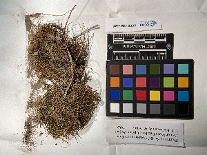  (Bryhnia hultenii - UBC-B-B150392)  @11 [ ] (by-nc) (2022) Unspecified University of British Columbia Herbarium