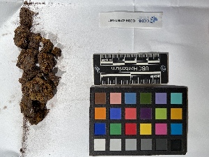  ( - UBC-B-B239180)  @11 [ ] (by-nc) (2022) Unspecified University of British Columbia Herbarium