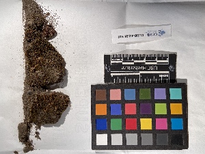  ( - UBC-B-B89100)  @11 [ ] (by-nc) (2022) Unspecified University of British Columbia Herbarium