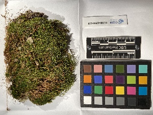  ( - UBC-B-B212677)  @11 [ ] (by-nc) (2022) Unspecified University of British Columbia Herbarium