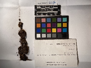  ( - UBC-B-B202308)  @11 [ ] (by-nc) (2022) Unspecified University of British Columbia Herbarium
