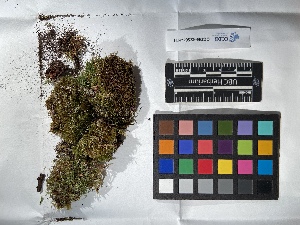  ( - UBC-B-B193934)  @11 [ ] (by-nc) (2022) Unspecified University of British Columbia Herbarium