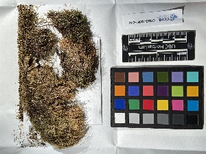  ( - UBC-B-B187552)  @11 [ ] (by-nc) (2022) Unspecified University of British Columbia Herbarium