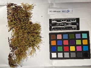  ( - UBC-B-B162508)  @11 [ ] (by-nc) (2022) Unspecified University of British Columbia Herbarium