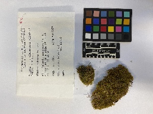  ( - UBC-B-B151102)  @11 [ ] (by-nc) (2023) Unspecified University of British Columbia Herbarium