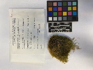  ( - UBC-B-B70260)  @11 [ ] (by-nc) (2023) Unspecified University of British Columbia Herbarium