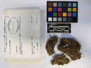  ( - UBC-B-B205888)  @11 [ ] (by-nc) (2023) Unspecified University of British Columbia Herbarium