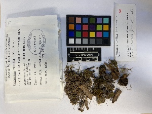  ( - UBC-B-B108313)  @11 [ ] (by-nc) (2023) Unspecified University of British Columbia Herbarium