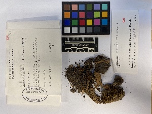  ( - UBC-B-B108385)  @11 [ ] (by-nc) (2023) Unspecified University of British Columbia Herbarium