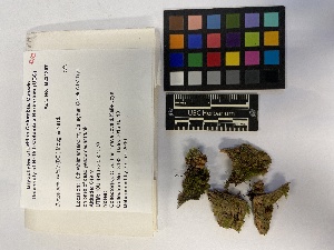  (Tortula acaulon - UBC-B-B229331)  @11 [ ] (by-nc) (2023) Unspecified University of British Columbia Herbarium