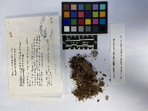  ( - UBC-B-B114126)  @11 [ ] (by-nc) (2023) Unspecified University of British Columbia Herbarium