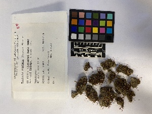  (Tetrodontium repandum - UBC-B-B14035)  @11 [ ] (by-nc) (2023) Unspecified University of British Columbia Herbarium