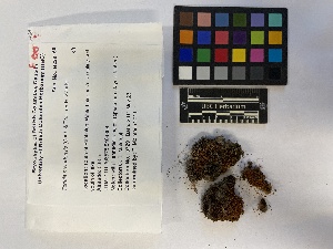  (Tortula nevadensis - UBC-B-B229166)  @11 [ ] (by-nc) (2023) Unspecified University of British Columbia Herbarium
