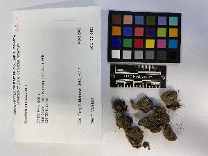  (Tortula nevadensis - UBC-B-B229163)  @11 [ ] (by-nc) (2023) Unspecified University of British Columbia Herbarium
