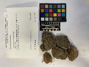  (Tortula acaulon - UBC-B-B229117)  @11 [ ] (by-nc) (2023) Unspecified University of British Columbia Herbarium