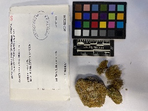  ( - UBC-B-B10646)  @11 [ ] (by-nc) (2023) Unspecified University of British Columbia Herbarium