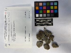  ( - UBC-B-B10496)  @11 [ ] (by-nc) (2023) Unspecified University of British Columbia Herbarium
