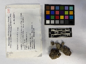  (Didymodon nevadensis - UBC-B-B21862)  @11 [ ] (by-nc) (2023) Unspecified University of British Columbia Herbarium