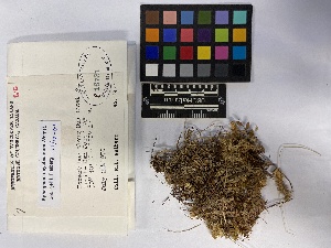 ( - UBC-B-B75191)  @11 [ ] (by-nc) (2023) Unspecified University of British Columbia Herbarium