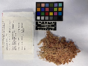  ( - UBC-B-B212993)  @11 [ ] (by-nc) (2023) Unspecified University of British Columbia Herbarium