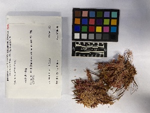 ( - UBC-B-B187016)  @11 [ ] (by-nc) (2023) Unspecified University of British Columbia Herbarium