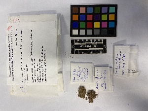  (Sphagnum wilfii - UBC-B-B167881)  @11 [ ] (by-nc) (2023) Unspecified University of British Columbia Herbarium