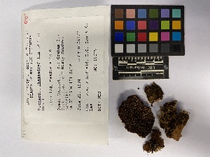  ( - UBC-B-B231153)  @11 [ ] (by-nc) (2023) Unspecified University of British Columbia Herbarium