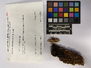  ( - UBC-B-B231067)  @11 [ ] (by-nc) (2023) Unspecified University of British Columbia Herbarium