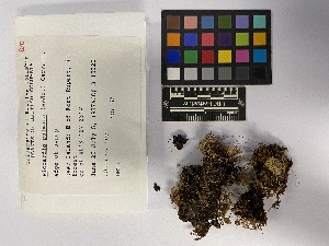  ( - UBC-B-B235842)  @11 [ ] (by-nc) (2023) Unspecified University of British Columbia Herbarium