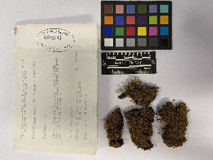  ( - UBC-B-B10112)  @11 [ ] (by-nc) (2023) Unspecified University of British Columbia Herbarium