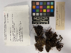  (Saccobasis - UBC-B-B225998)  @11 [ ] (by-nc) (2023) Unspecified University of British Columbia Herbarium