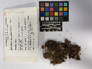  (Scapania curta - UBC-B-B155468)  @11 [ ] (by-nc) (2023) Unspecified University of British Columbia Herbarium