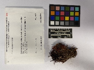  ( - UBC-B-B194564)  @11 [ ] (by-nc) (2023) Unspecified University of British Columbia Herbarium