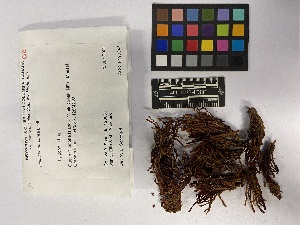  (Pleurozia purpurea - UBC-B-B190346)  @11 [ ] (by-nc) (2023) Unspecified University of British Columbia Herbarium