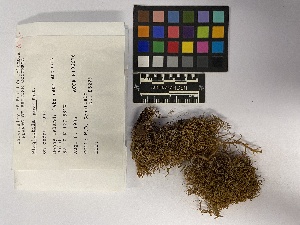  ( - UBC-B-B106676)  @11 [ ] (by-nc) (2023) Unspecified University of British Columbia Herbarium